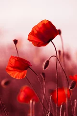 Peel and stick wall murals Best sellers Flowers and Plants Red Poppies in Meadow