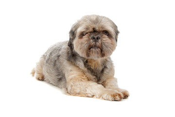 shih tzu dog lying, isolated on a white background
