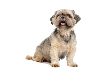 shih tzu dog isolated on a white background