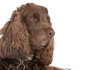 head of chocolate brown cocker spaniel dog isolated on white