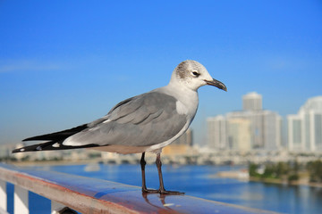 Fototapeta premium Flying to Miami