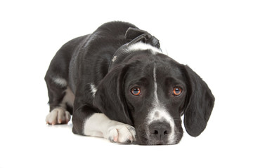 mixed breed (beagle, cocker spaniel) isolated on white