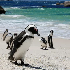 Poster penguin © gallas