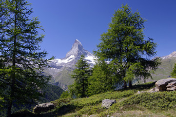 Naklejka premium Matterhorn - zwischen Wald und Natur