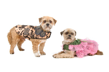 Obraz premium Two Lhasa Apso dogs isolated on a white background