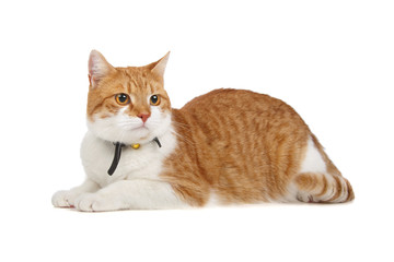 european short haired cat  isolated on a white background