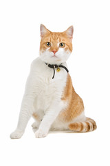 european short haired cat  isolated on a white background