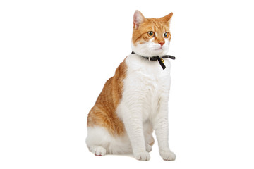 european short haired cat  isolated on a white background