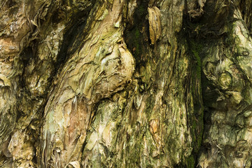 wood background