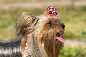 Portrait of a yorkshire dog
