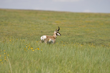 An antelope in a field in Custer State Park South Dakota.