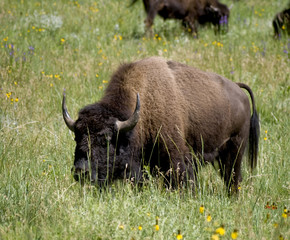 A buffalo as Custer State Park in South Dakota.