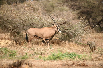Oryx in Tsavo West
