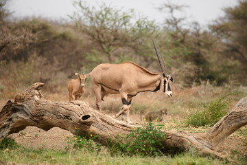 Oryx in Tsavo West