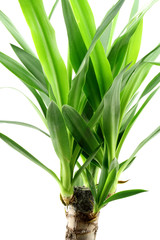 tige de yucca, fond blanc