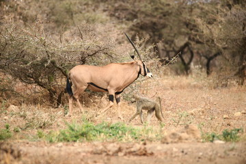 Oryx in Tsavo West