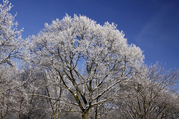 Bäume mit Rauhreif im Winter, Niedersachsen, Germany
