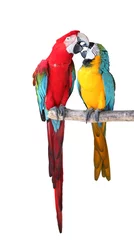  Papageien Pärchen © Viola Wirth