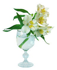Lily in the glass