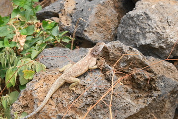 Weibliche Siedleragame