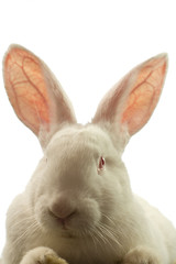 The white rabbit is isolated on a white background