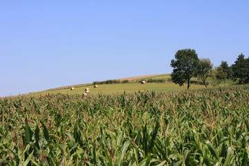 maize field