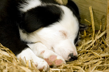 A Border Collie puppy sleeping on a bed of straw
