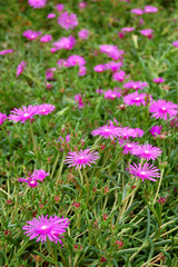 Mittagsblume