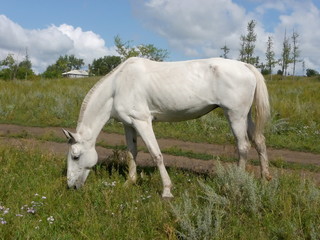 Obraz na płótnie Canvas Biały koń w polu