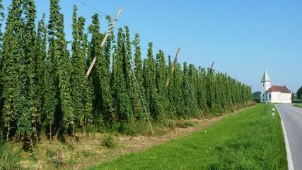 Hop growing area - Tettnang, Bavaria, Germany