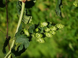 Hopfen Dolde
