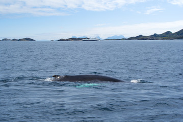 Whale in the Norwegian fjord