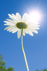 Camomile flowers in sun rays