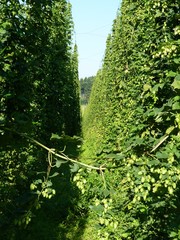 hop garden - Bavaria, Germany