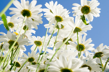 Camomile flowers on wide field