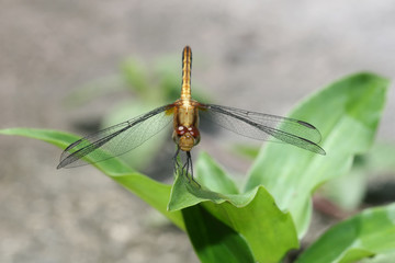 Libellula