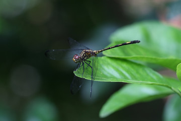 Libellula