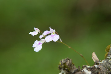 Comparettia macroplectron