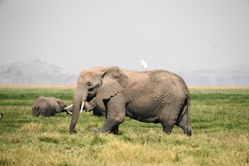 Afrikanischer Elefant