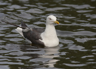 Lesser Black-backed Gull
