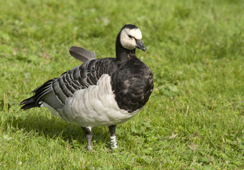 Barnacle goose