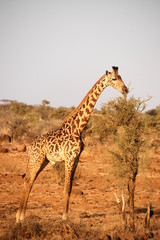 Giraffe beim Fressen