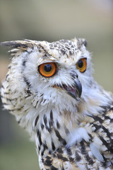 bird owl with big eyes and sharp beak
