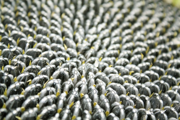 Фон из семян подсолнуха в ячейках, шляпа подсолнечника, макро