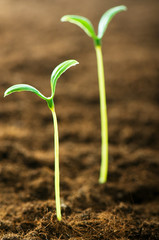 Green seedling illustrating concept of new life