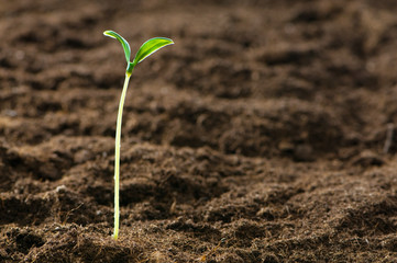 Green seedling illustrating concept of new life