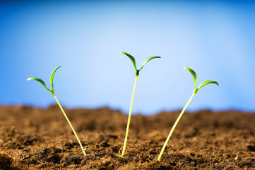 Green seedling illustrating concept of new life