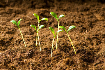 Green seedling illustrating concept of new life