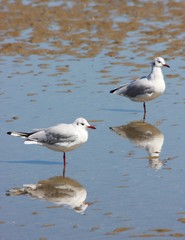 Mouettes et reflets sur la plage