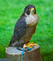 eagle on a background of green grass